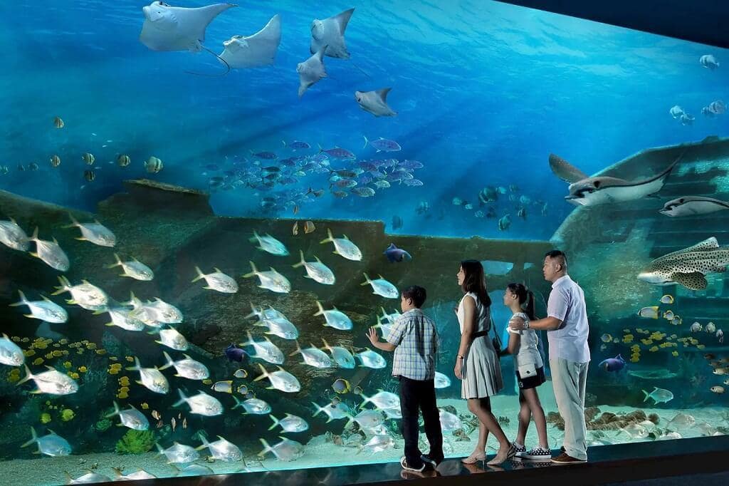Du lịch hồ cá biển lớn nhất ở Singapore